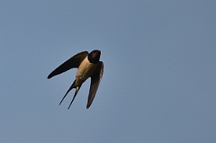 David Plant Photography - Wildlife Photography - Swallow - A